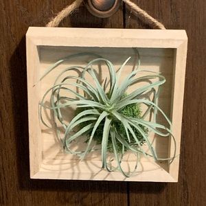 Faux Air Plant #2